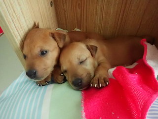 Lolly - Labrador Retriever Mix Dog