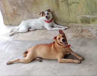 Ferary(Renamed: Tebom) - Miniature Pinscher Mix Dog