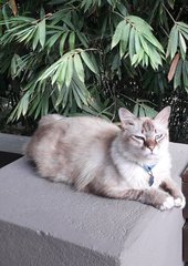 Angelo - Domestic Medium Hair + Siamese Cat