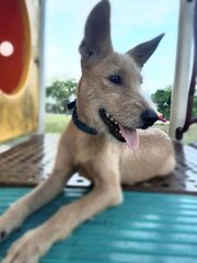 Tara - Schnauzer Mix Dog