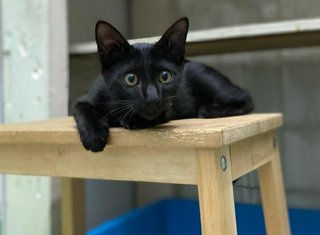 Jasper, Panther - Domestic Short Hair Cat