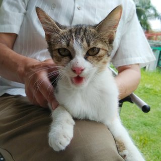 Hua Hua - Calico Cat