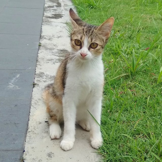 Hua Hua - Calico Cat