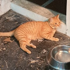 Garfield - Domestic Short Hair Cat