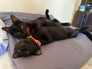 Smokey &amp; Pepper - Bombay Cat