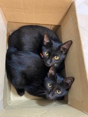 Smokey &amp; Pepper - Bombay Cat