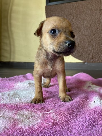 Puppy 3 - Mixed Breed Dog