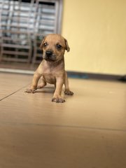 Puppy 3 - Mixed Breed Dog