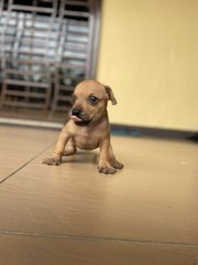 Puppy 3 - Mixed Breed Dog