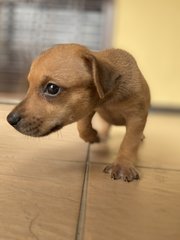 Puppy 3 - Mixed Breed Dog