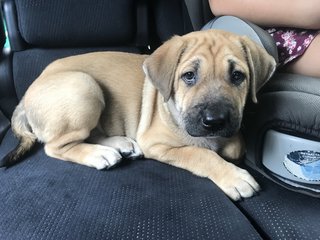 Maple - Mixed Breed Dog