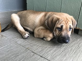 Maple - Mixed Breed Dog