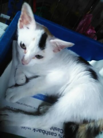 Snowy (White With Black &amp; Orange Spot) - Domestic Short Hair Cat