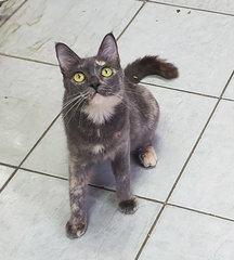 Twinkle - Domestic Medium Hair Cat