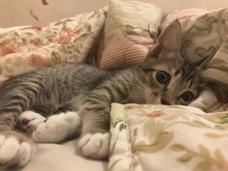 Coco And Sesame - Domestic Short Hair Cat