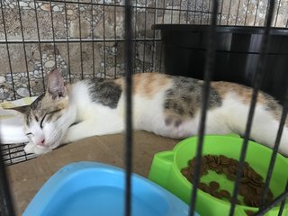 Kiki - Domestic Short Hair + Calico Cat