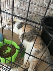 Kiki - Domestic Short Hair + Calico Cat