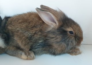 Bunnies  - Lionhead + Lop Eared Rabbit