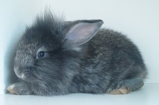 Bunnies  - Lionhead + Lop Eared Rabbit