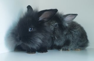 Bunnies  - Lionhead + Lop Eared Rabbit