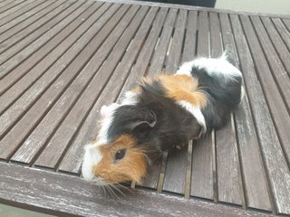 Hendricks  - Guinea Pig Small & Furry