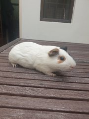 Soju - Guinea Pig Small & Furry