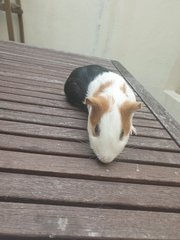 Latte - Guinea Pig Small & Furry