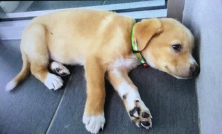 Oyota (Renamed: Kito) - Retriever Mix Dog