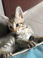 Mexico - Tiger + Domestic Short Hair Cat