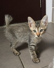 Mexico - Tiger + Domestic Short Hair Cat