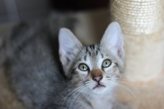 Mexico - Tiger + Domestic Short Hair Cat