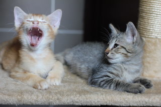 Mexico - Tiger + Domestic Short Hair Cat