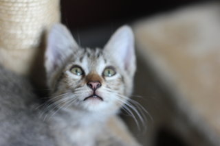 Mexico - Tiger + Domestic Short Hair Cat