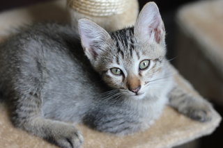 Mexico - Tiger + Domestic Short Hair Cat