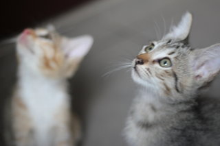 Mexico - Tiger + Domestic Short Hair Cat