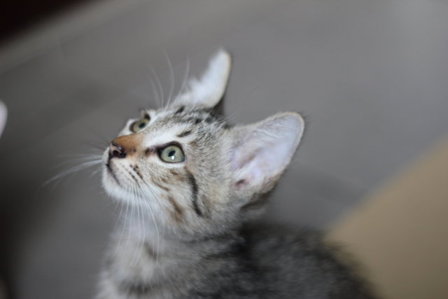 Mexico - Tiger + Domestic Short Hair Cat