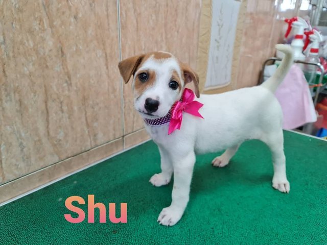 Mixed Breed Puppy Adopted - 5 Months, Shu from Usj Subang, Selangor