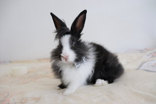 Ippee - Angora Rabbit + Dwarf Rabbit