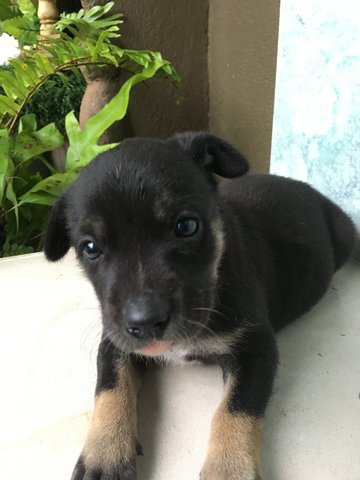 Cute 1 Mnth Puppy For Adoption - Mixed Breed Dog