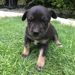 Cute 1 Mnth Puppy For Adoption - Mixed Breed Dog