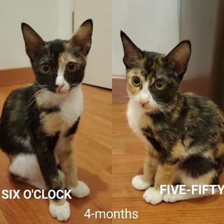 Six O'clock &amp; Five Fifty - Domestic Short Hair Cat