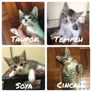 The Soy Clan!  - Domestic Medium Hair Cat