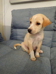 Benzy (Renamed: Roxy) - Labrador Retriever Mix Dog