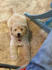 Petra  - Golden Retriever + Poodle Dog