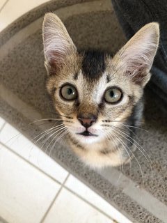 Acorn - Domestic Short Hair Cat