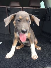 Keira - Mixed Breed Dog