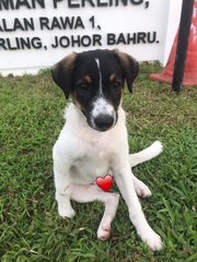 Egg Yolk And Quiche - Mixed Breed Dog