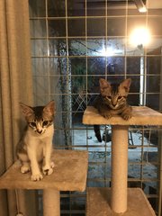 Cincau And Tempeh - Domestic Short Hair Cat