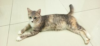 Wisuki - Domestic Short Hair Cat