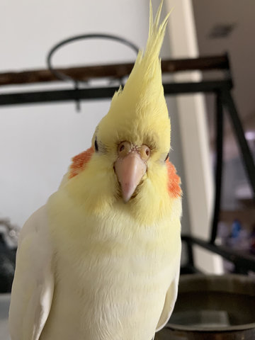 Cockatiel Bird Lost - 3 Years 4 Months, Penny from Subang Jaya ...